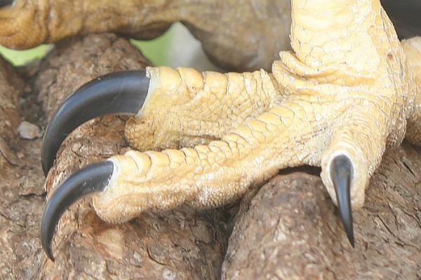 talons of a Harpy Eagle