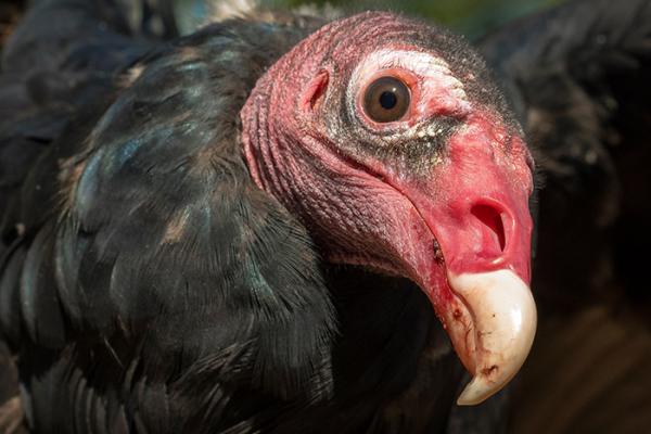 Turkey Vulture portrait