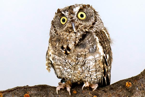 Western Screech Owl portrait