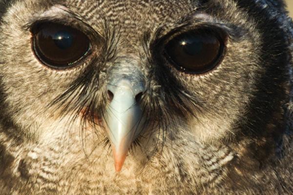Oliver, Verreaux Eagle Owl