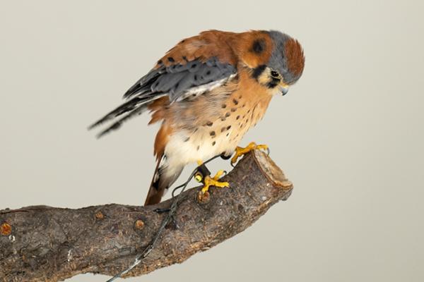 perched male American Kestrel