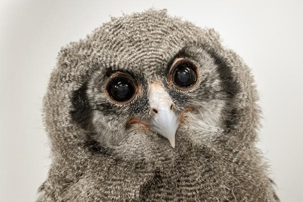 Oliver the Verreaux's Eagle-owl