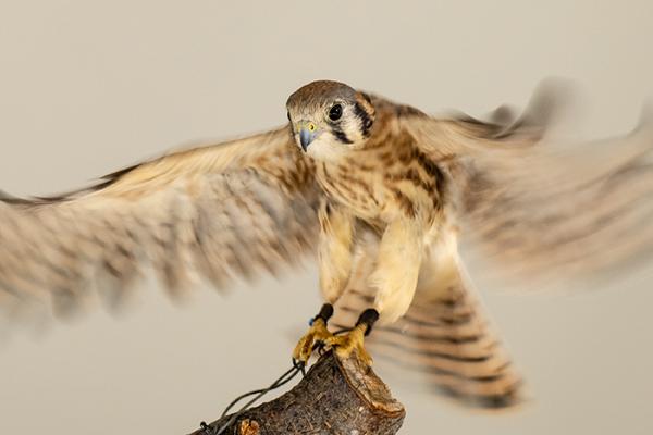 Female American Kestrel with wings spread