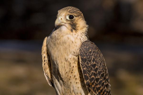 Schmidt peregrine perched