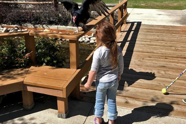 young child face to face with turkey vulture