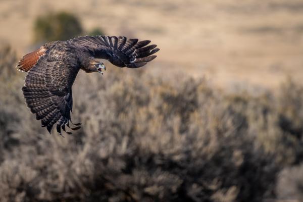 A hawk soars through the air with sage brush underneath