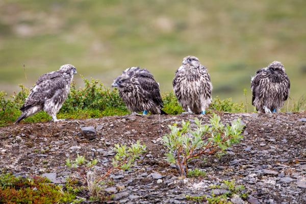 Four juvenile Gyrfalcons standing on a berm in Alska