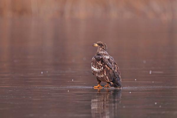 A juvenile Bald Eagle stands on a frozen pond.