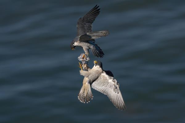 Two Peregrine Falcons exchange food over sea waters