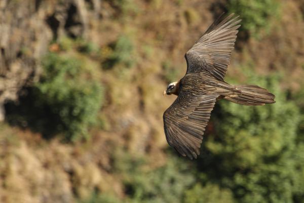A Bearded Vulture flies through the sky, peering into the camera lens of the photographer
