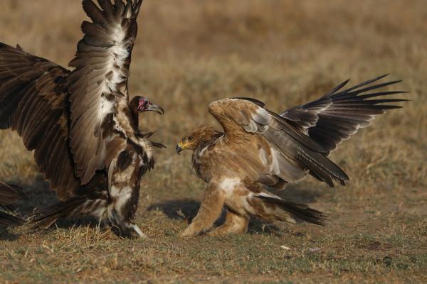 A Hooded Vulture and Tawny Eagle have an intense encounter at a carcass site.