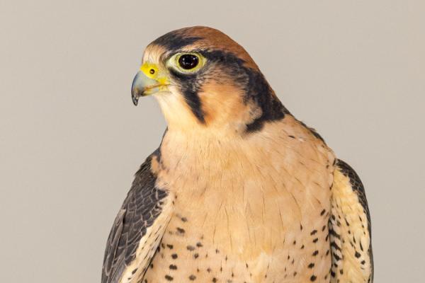 Great Black Hawk  The Peregrine Fund