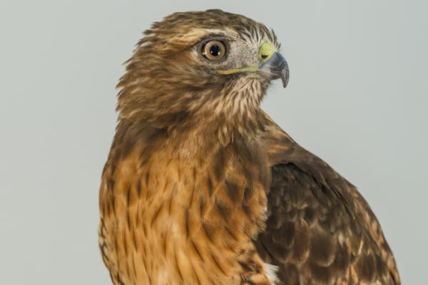 Red-tailed Hawk  The Peregrine Fund