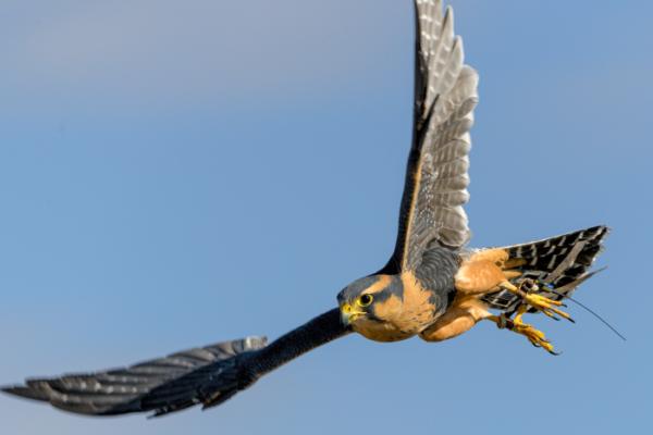 falconry near me - Royal Canadian Falconry