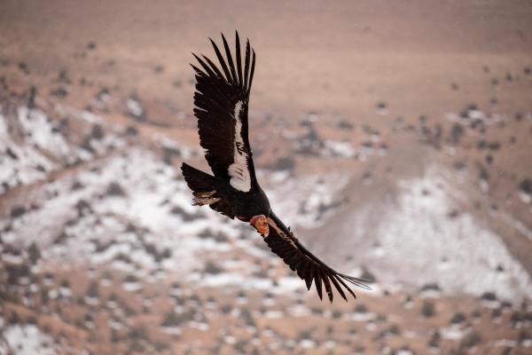 A California Condor soars over the desert landscape with snow coming down