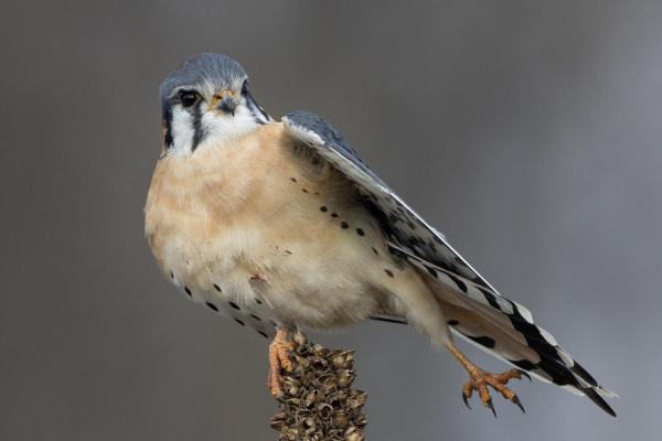 American Kestrel, perched on vegetation, stretches its leg.