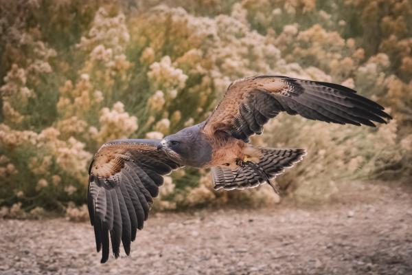 A Swainson's Hawk soars close to the ground