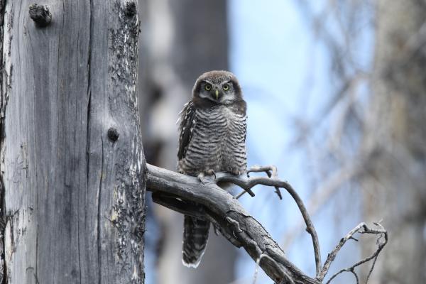 A Northern Hawk-owl perched on a branch in the winter.
