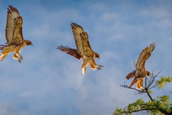 A Red-tailed Hawk is shown landing on a tree branch in three different phases