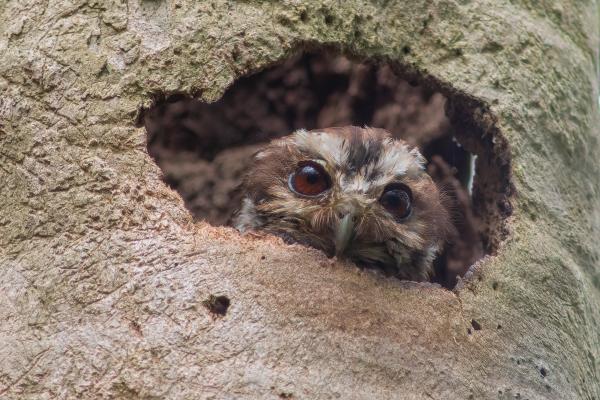 A Bare-legged Owl peaks out from a hole in a palm tree
