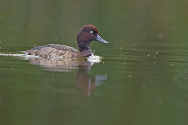 Duck swimming in water