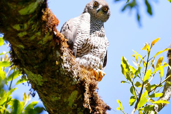 A female Henst's Goshawk looking down from a tree branch