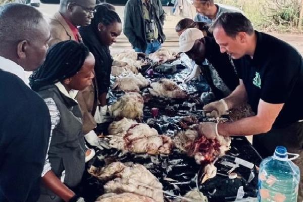 Veterinarians practicing administering avian medicine on deceased ducks