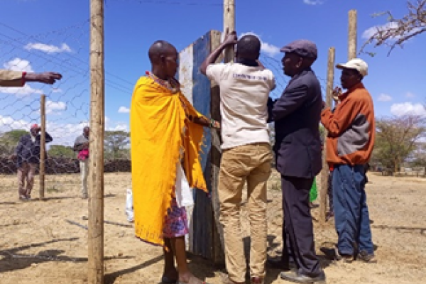 Four people building a predator prevention barrier, known as a boma, for livestock.