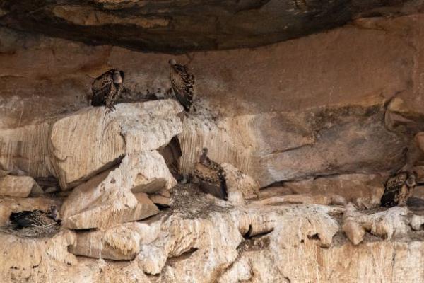 Five vultures gathered in rock outcropping