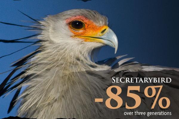 Secretarybird, a raptor with predominantly white feathers, black feathered crown, red and orange face, and blue tinted beak, looks off to its left.