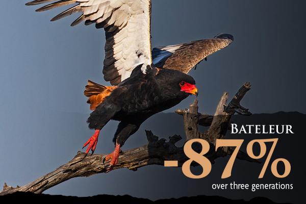A Bateleur, a medium-sized eagle, takes flight from a tree branch. It has a black body with white feathers on the under-side of its wings, and it has a vibrant reddish-orange face.