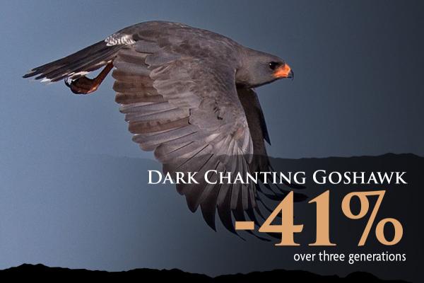 A Dark Chanting Goshawk flies through the sky. This bird is dark grey with an orange beak and black eyes.