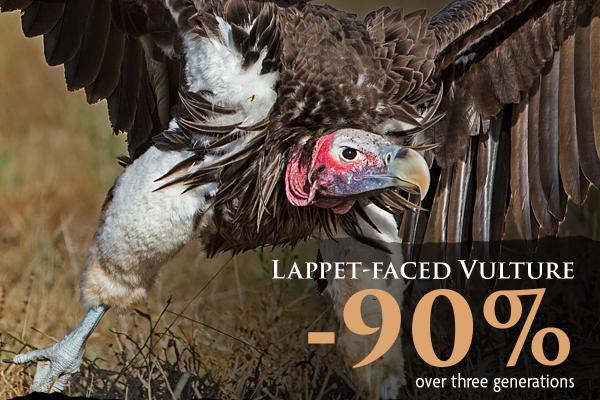Lappet-faced Vulture spreading its wings for take off from the ground. The vulture has brown and white feathers, blue tinted legs, and red and blue tinted face.