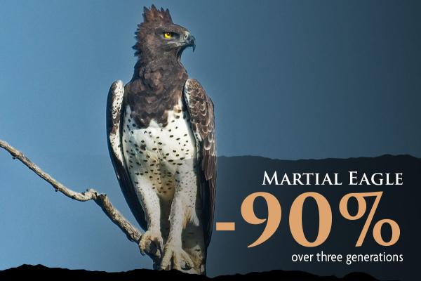 A Martial Eagle perched on a tree branch. The eagle has white feathered body with dark speckles, and dark grey neck and head with a feathered crown and yellow eyes.