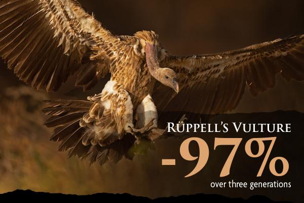 A Rüppell's Vulture spreads its wings for landing in a grassy plain. It is not a bald vulture, but rather has short brown fluff on its head, and white and brown feathers.