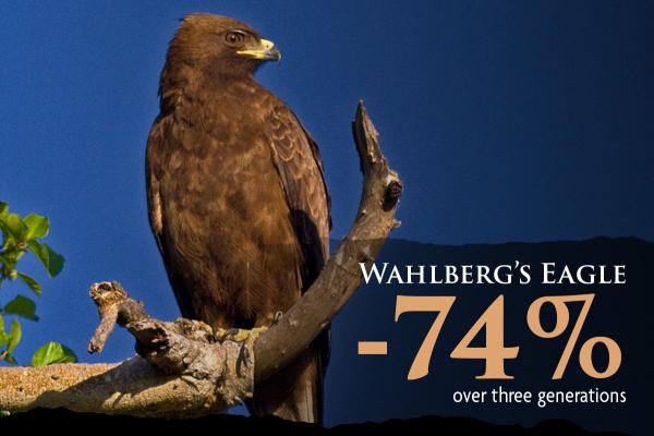 A Whalberg's Eagle perched on a tree branch. It has a releatively monochrome color, wallnut brown with a yellow beak.
