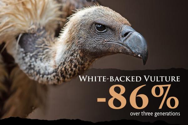 A close-up photo of an African White-backed Vulture. Its head is not bald nor feathered but has short fluff. It's feathers are a tan color.