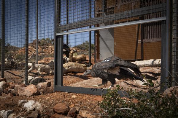 A California Condor walking out of the release pen