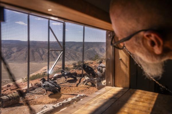 A biologist peers out a window at four California Condors in an aviary