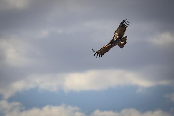 A California Condor flying in a cloudy sky