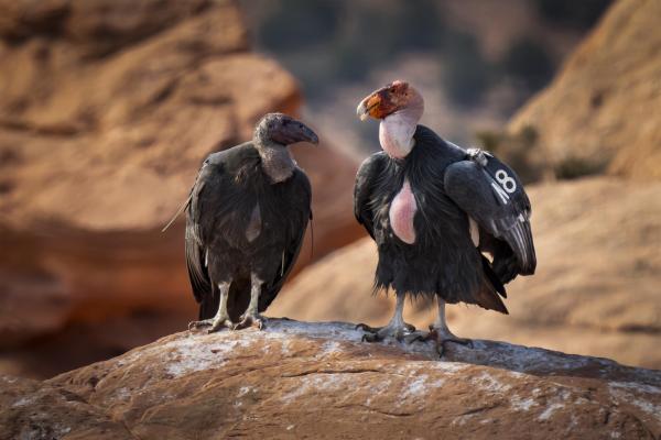 Two California Condors, one adult and one immature, perched on a red rock formation