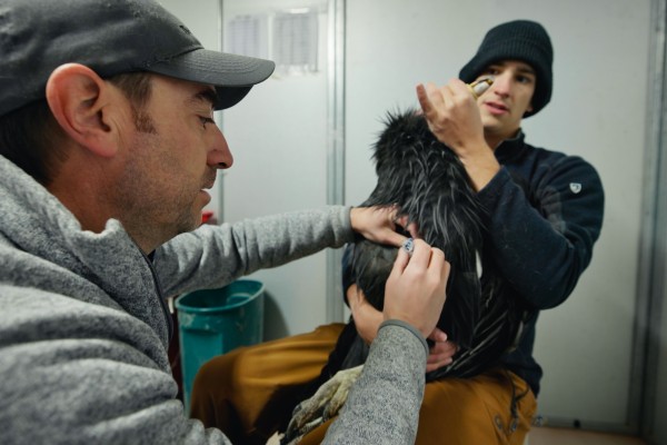 A biologist administering a vaccine to a large black condor held by another biologist