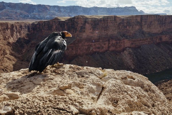 A large black condor perched on top of a red rock cliff