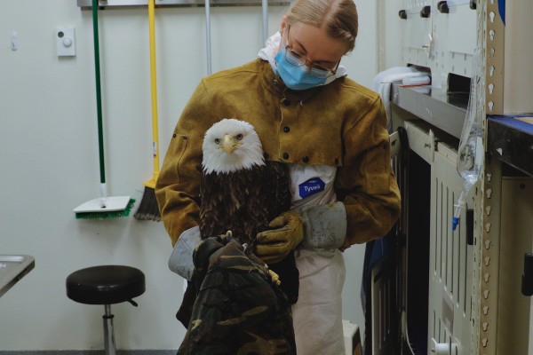 A veterinarian wearing a mask and gloves holding a Bald Eagle
