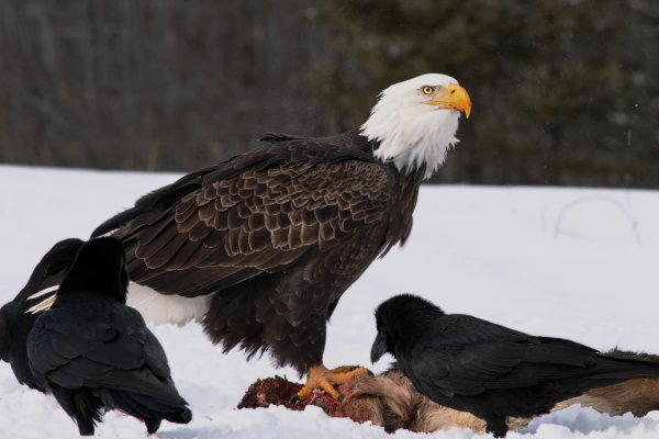 A Bald Eagle perched on carrion and surrounded by ravens