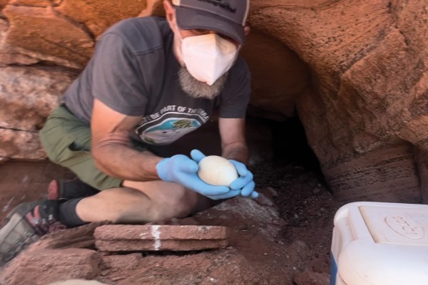 California Condor Program Manager Shawn Farry wearing gloves and a mask and holding a large white condor egg