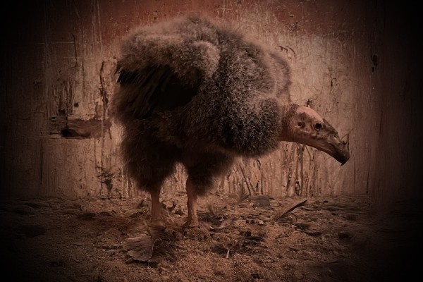 California Condor 1221 standing in an artificial nest cave in The Peregrine Fund's propagation facility