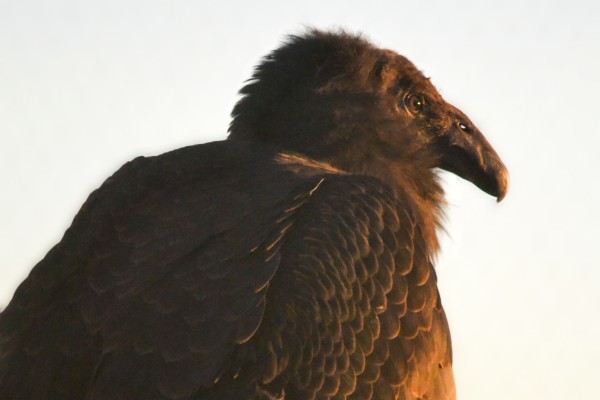 A closeup of an immature California Condor #1221