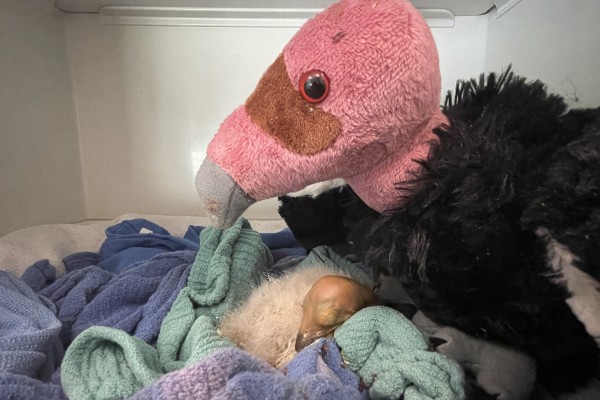 A hatchling Condor #1221 sleeping on a blanket next to a stuffed adult condor