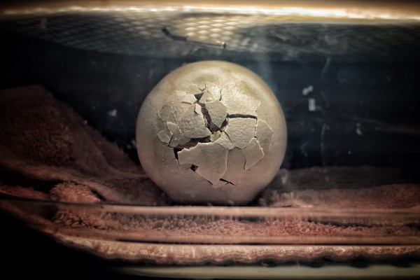 The egg containing California Condor 1221 cracking as it starts to hatch in an incubator